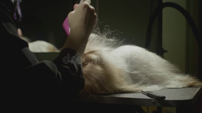 Smaksalon för djur. Mästargroomist bekämpar shih tzu-hunden. Yrkeskomb för sällskapsdjur. kammar arkivfilmer