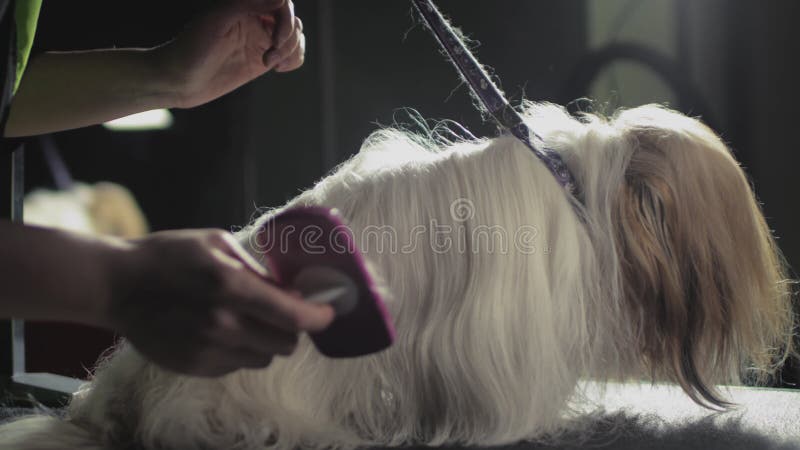 Smaksalon för djur. Mästargroomist bekämpar shih tzu-hunden. Yrkeskomb för sällskapsdjur. kammar lager videofilmer