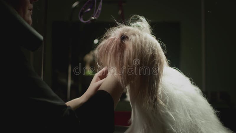 Smaksalon för djur. Mästargroomist bekämpar shih tzu-hunden. Yrkeskomb för sällskapsdjur. kammar stock video