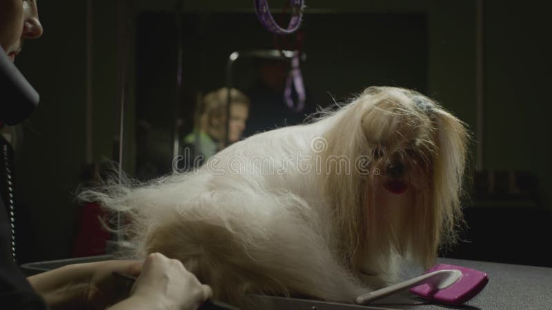 Smaksalon för djur. Mästargroomist bekämpar shih tzu-hunden. Yrkeskomb för sällskapsdjur. kammar arkivfilmer
