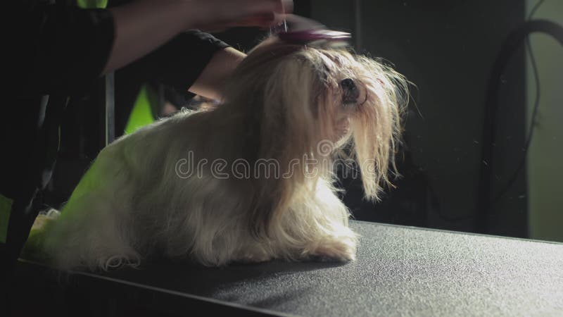 Smaksalon för djur. Mästargroomist bekämpar shih tzu-hunden. Yrkeskomb för sällskapsdjur. kammar stock video