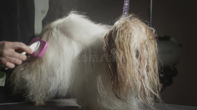 Smaksalon för djur. Mästargroomist bekämpar shih tzu-hunden. Yrkeskomb för sällskapsdjur. kammar lager videofilmer