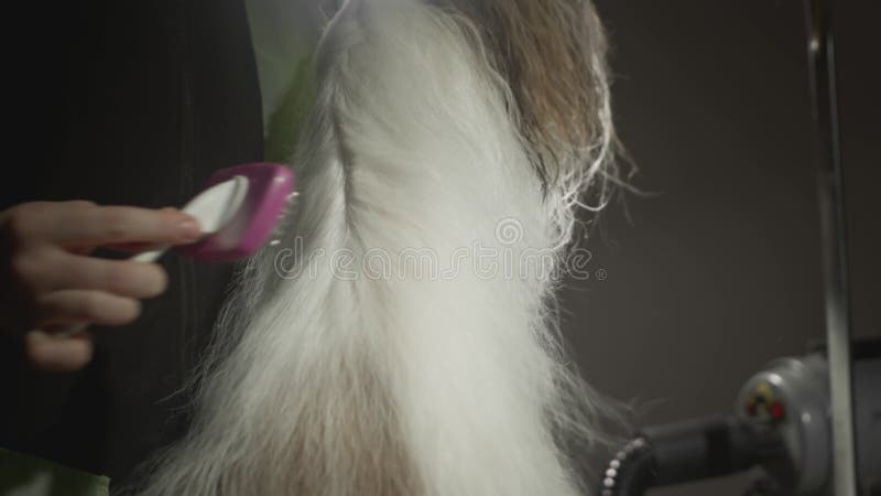 Smaksalon för djur. Mästargroomist bekämpar shih tzu-hunden. Yrkeskomb för sällskapsdjur. kammar arkivfilmer