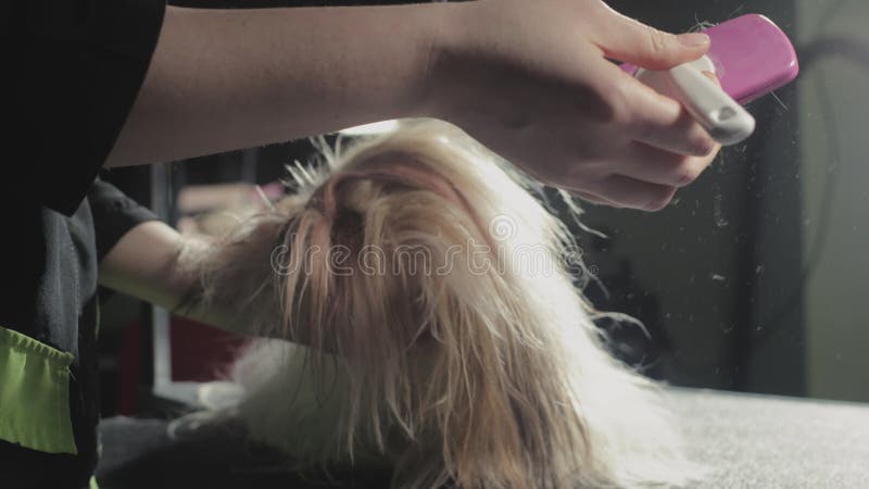 Smaksalon för djur. Mästargroomist bekämpar shih tzu-hunden. Yrkeskomb för sällskapsdjur. kammar lager videofilmer