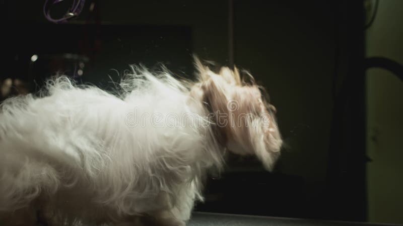 Smaksalon för djur. Mästargroomist bekämpar shih tzu-hunden. Yrkeskomb för sällskapsdjur. kammar stock video