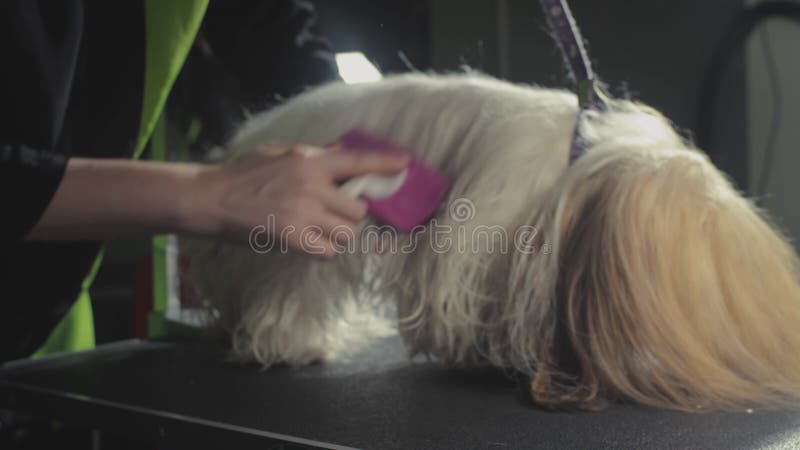 Smaksalon för djur. Mästargroomist bekämpar shih tzu-hunden. Yrkeskomb för sällskapsdjur. kammar lager videofilmer