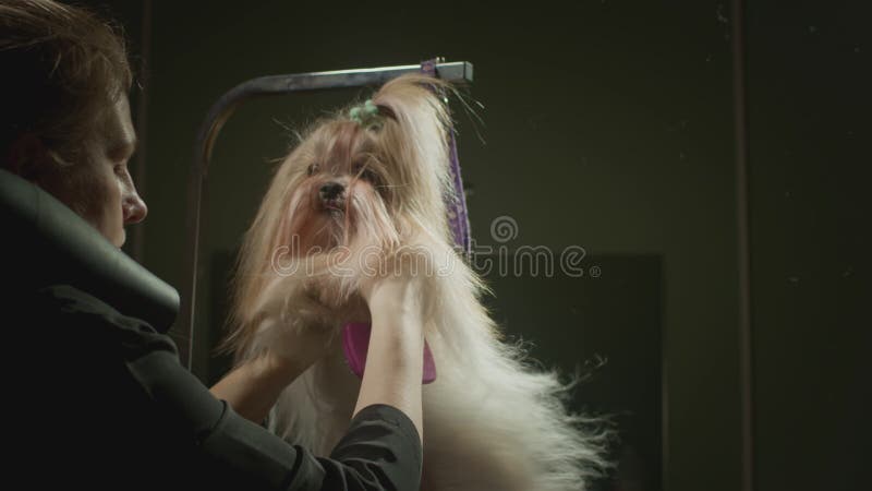 Smaksalon för djur. Mästargroomist bekämpar shih tzu-hunden. Yrkeskomb för sällskapsdjur. kammar arkivfilmer