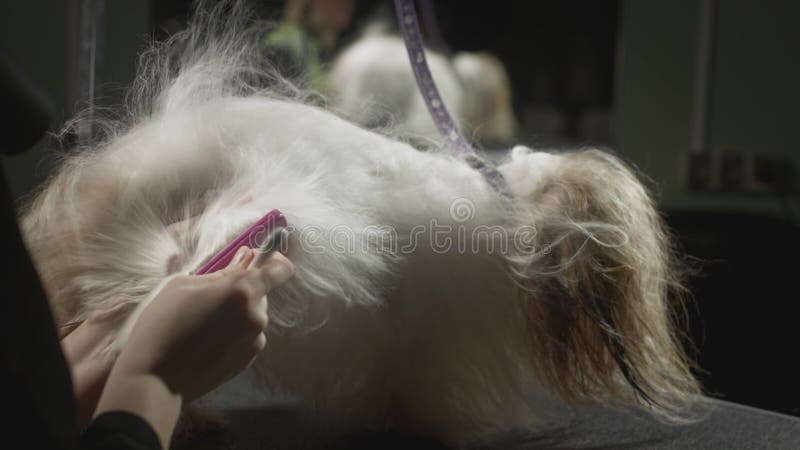 Smaksalon för djur. Mästargroomist bekämpar shih tzu-hunden. Yrkeskomb för sällskapsdjur. kammar lager videofilmer