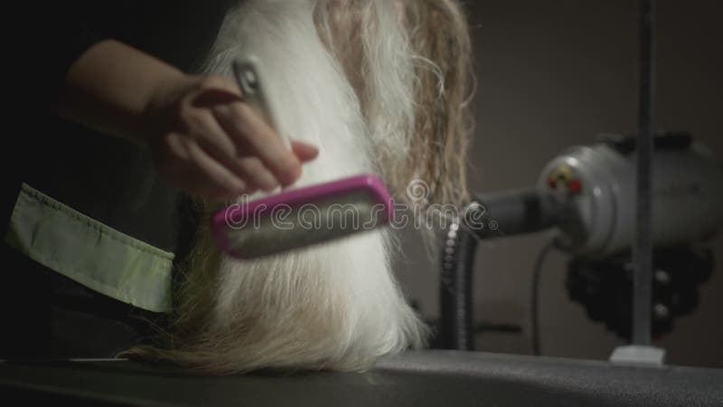 Smaksalon för djur. Mästargroomist bekämpar shih tzu-hunden. Yrkeskomb för sällskapsdjur. kammar lager videofilmer