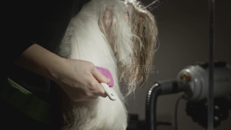 Smaksalong för djur. Mästargroomist bekämpar shih tzu-hunden. Yrkeskomb för sällskapsdjur. kammar arkivfilmer