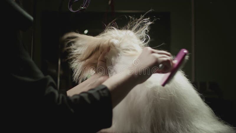 Smaksalong för djur. Mästargroomist bekämpar shih tzu-hunden. Yrkeskomb för sällskapsdjur. kammar lager videofilmer