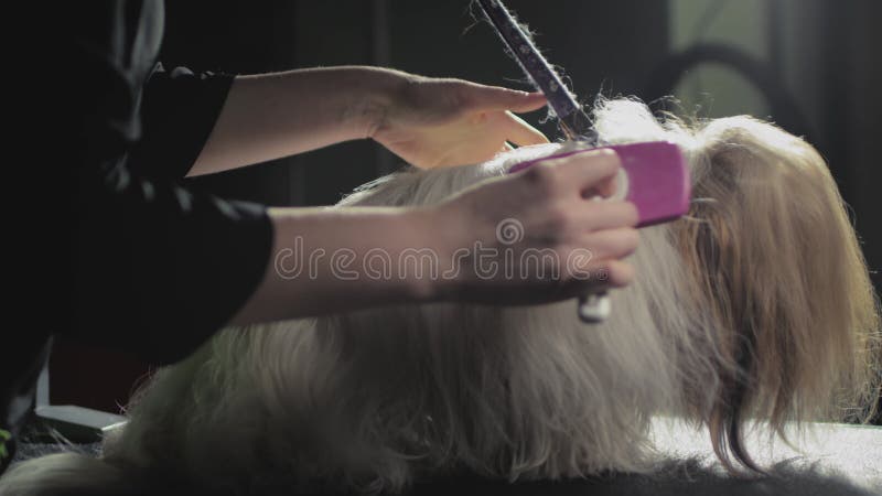 Smaksalong för djur. Mästargroomist bekämpar shih tzu-hunden. Yrkeskomb för sällskapsdjur. kammar arkivfilmer