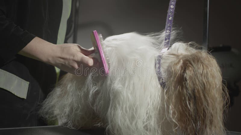 Smaksalong för djur. Mästargroomist bekämpar shih tzu-hunden. Yrkeskomb för sällskapsdjur. kammar lager videofilmer