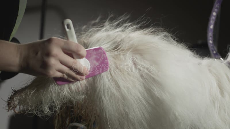 Smaksalong för djur. Mästargroomist bekämpar shih tzu-hunden. Yrkeskomb för sällskapsdjur. kammar arkivfilmer