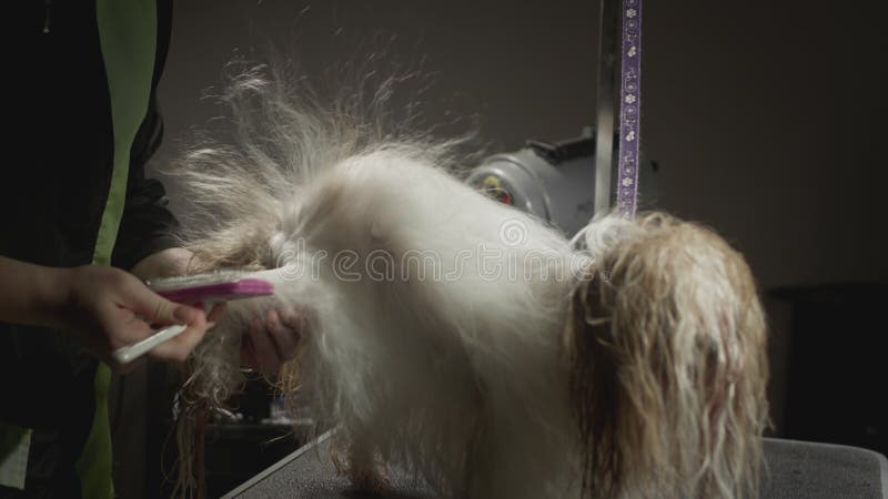 Smaksalong för djur. Mästargroomist bekämpar shih tzu-hunden. Yrkeskomb för sällskapsdjur. kammar arkivfilmer