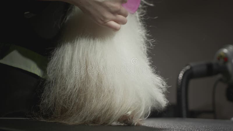 Smaksalong för djur. Mästargroomist bekämpar shih tzu-hunden. Yrkeskomb för sällskapsdjur. kammar lager videofilmer