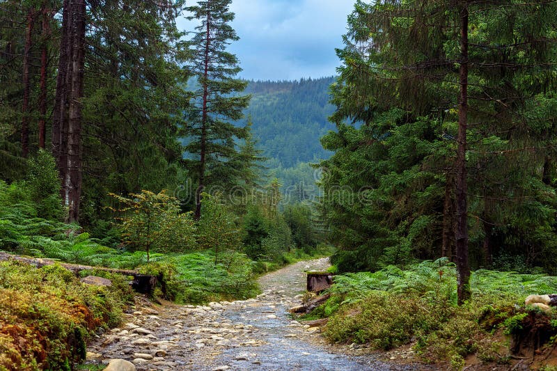 Smal skogsväg som leder genom att tömma grön skog vektor illustrationer