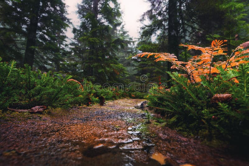 Smal skogsväg som leder genom att tömma grön skog vektor illustrationer