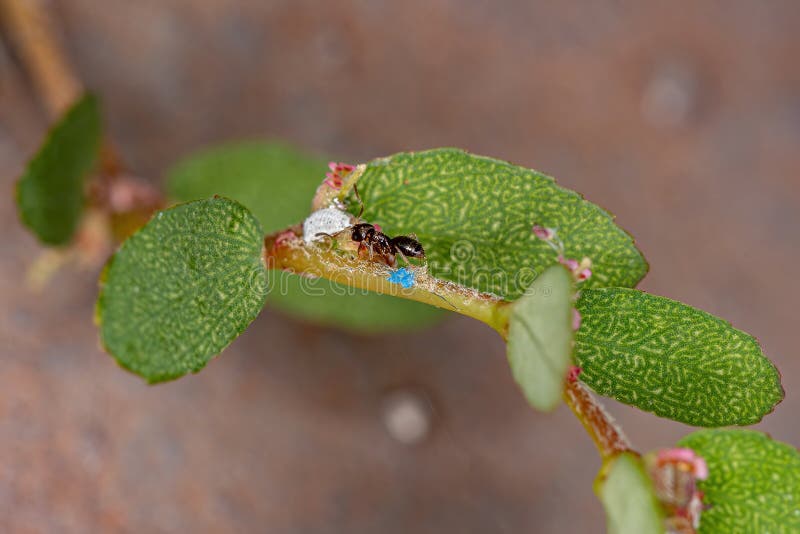 Small Adult Rover Ant of the Genus Brachymyrmex in a Red Caustic-Creeper Plant of the species Euphorbia thymifolia