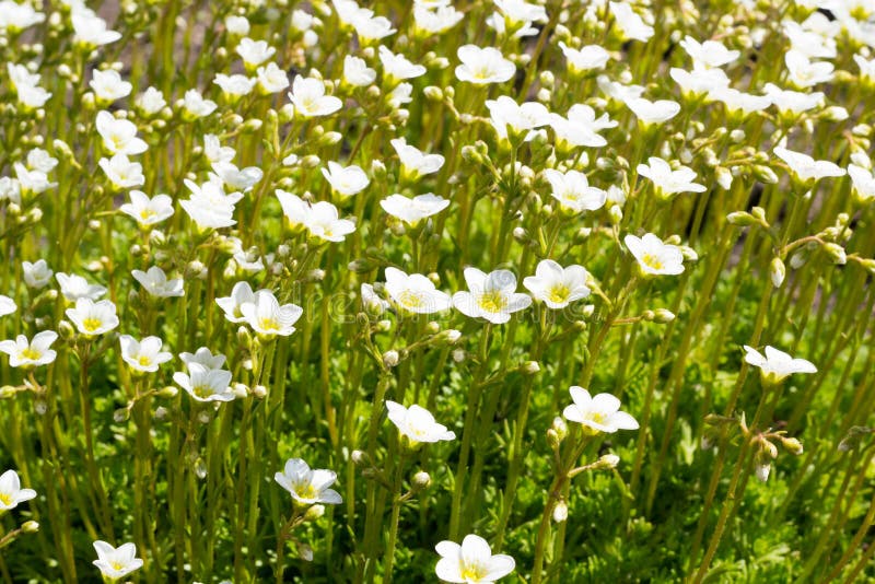 Small Alpine White Flowers Rock Ground Cover. Side View Stock Image