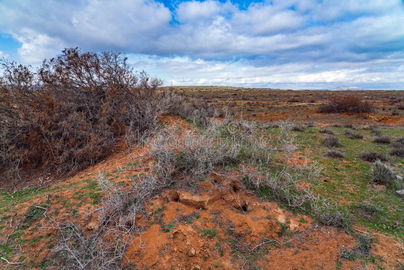 Small Animal Burrows in the Field Stock Image Image of ground