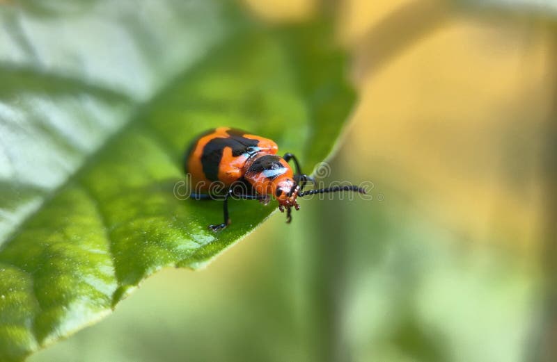 Small Animals in Green Leaves in the Garden Stock Image Image of small, leaves 237428091