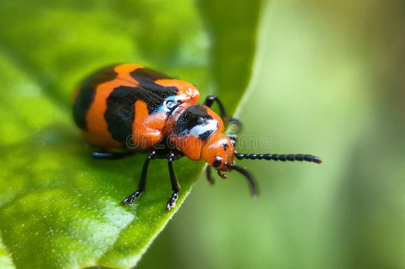 Small Animals on Green Leaves in the Garden Stock Image Image of