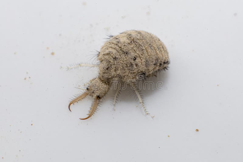 A small ant-lion larvae