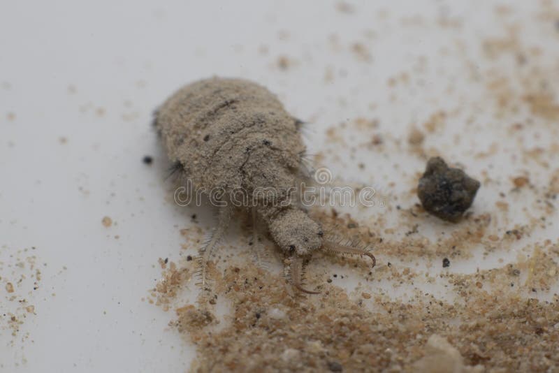 A small ant-lion larvae