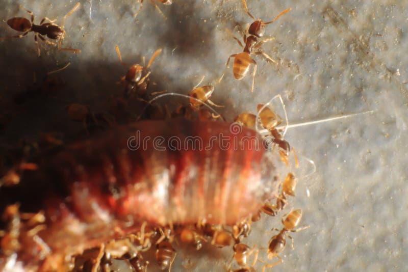 Small Ants are Eating the Dead Earthworms Stock Photo Image of garden