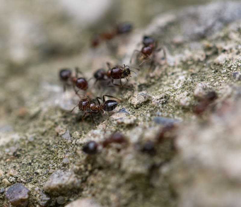 Small Ants Eat the Worm. Macro Stock Photo Image of wildlife, detail