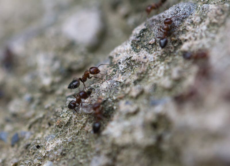 Small Ants Eat the Worm. Macro Stock Photo Image of wildlife, detail