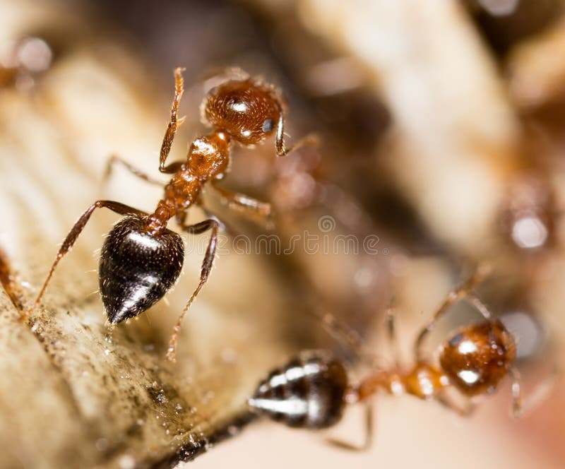 Small ants in nature. macro royalty free stock images Small ants in nature. macro royalty free stock images