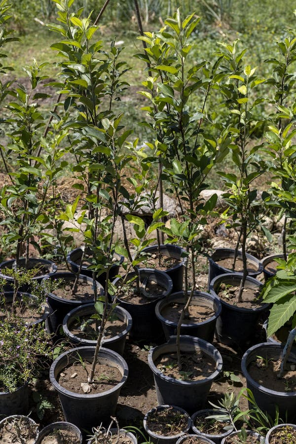 128 Apple Tree Pots Stock Photos Free & RoyaltyFree Stock Photos