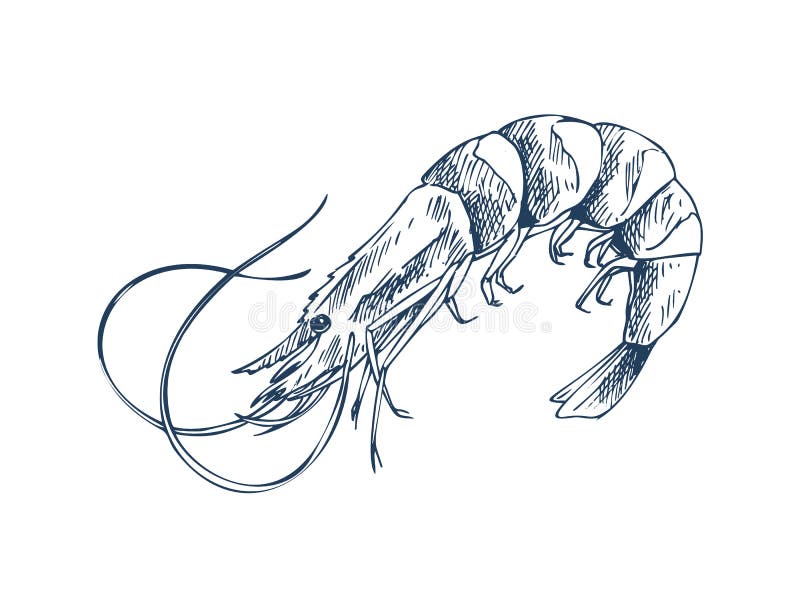 Small Aquatic Creature Shrimp Monochrome Depiction