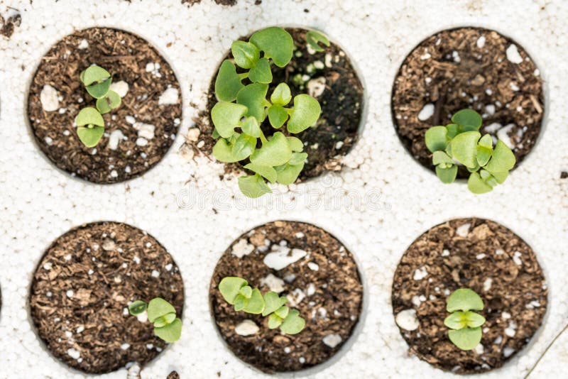 Baby Basil Plant Stock Images Download 210 Royalty Free