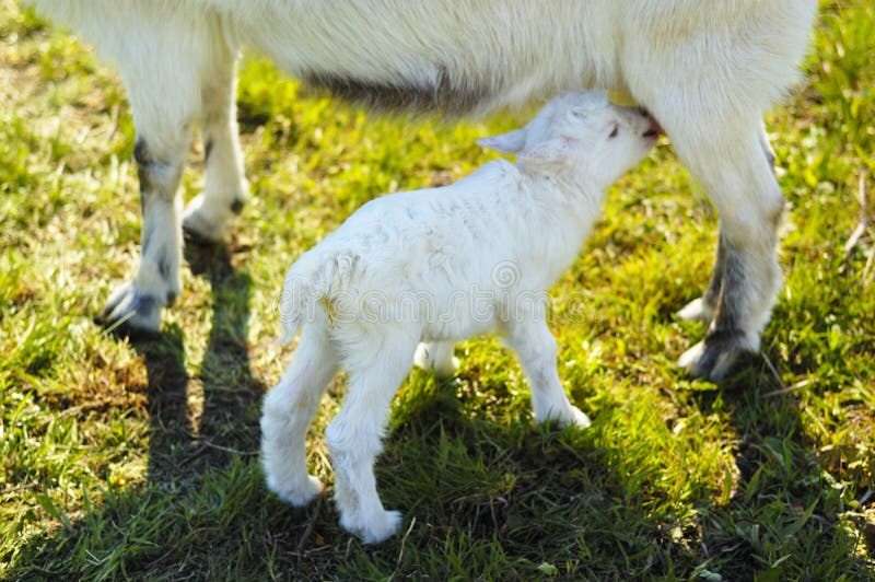 Small Baby Goat Sucks a Udder Stock Image Image of goat, green 39847677