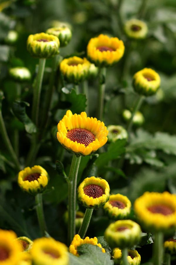 Small / Baby Sunflower Plants Stock Photo Image of detail, beautiful