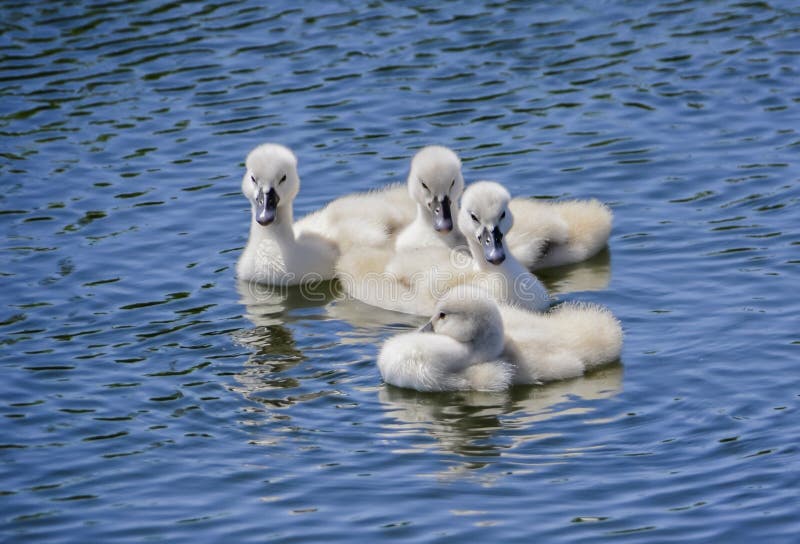 Small baby swans stock photo Small baby swans stock photo