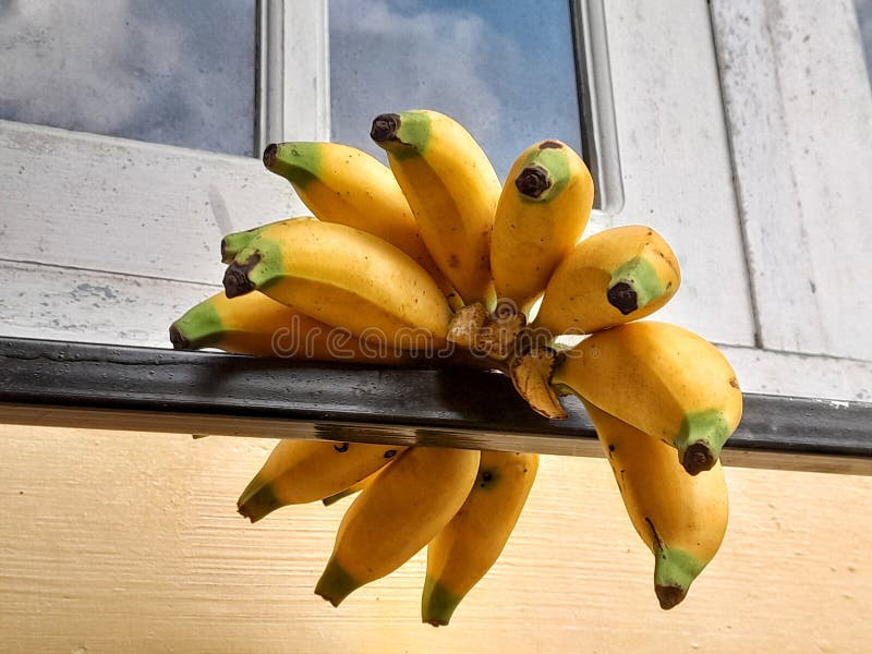 Banana Fresh Yellow Ripe Bananas Fruit Kela Banana-fruit Bunch Heap  Cavendish Musa Tropical Organic Food Closeup View Image Photo Stock Image -  Image of genus, musa: 259036975