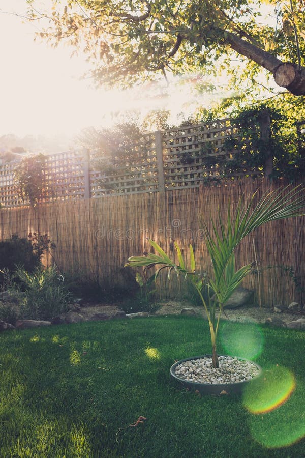 Small bangalow palm tree in idyllic sunny backyard with sun rays and lens flare shinging over lots of plants and flowers