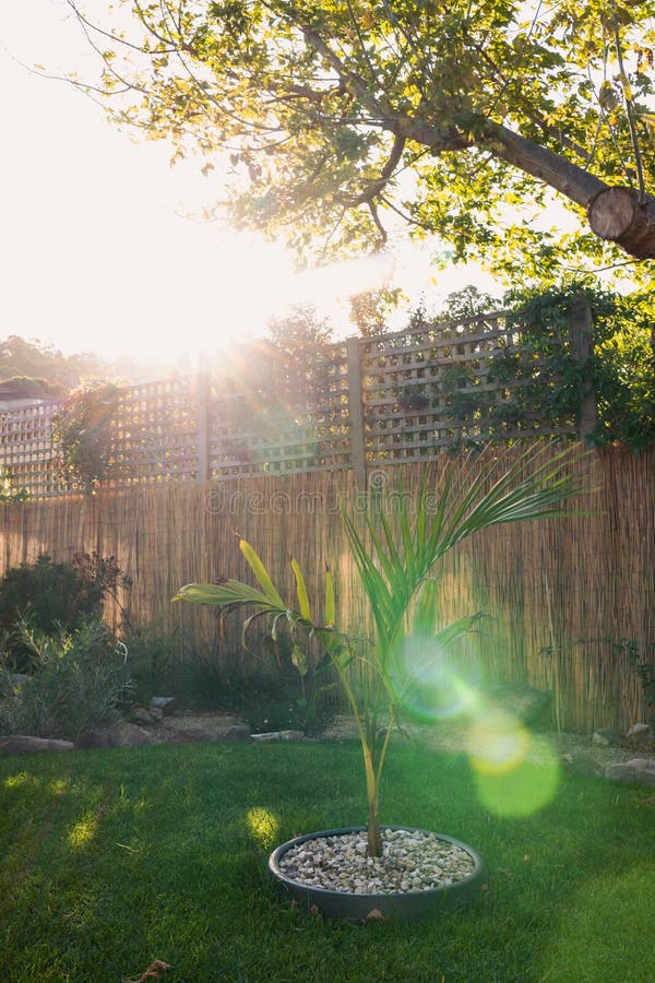 Small bangalow palm tree in idyllic sunny backyard with sun rays and lens flare shinging over lots of plants and flowers