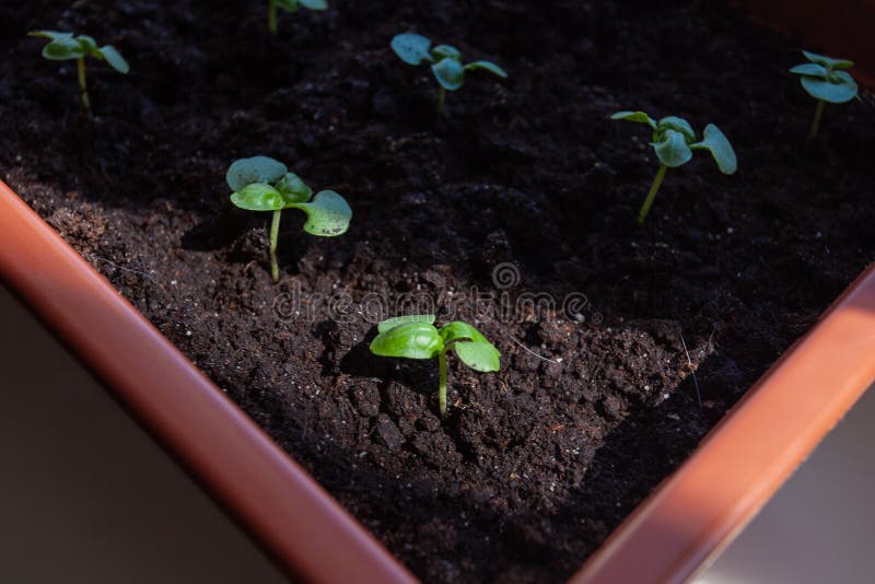 basil seedlings crowded basil seedlings crowded