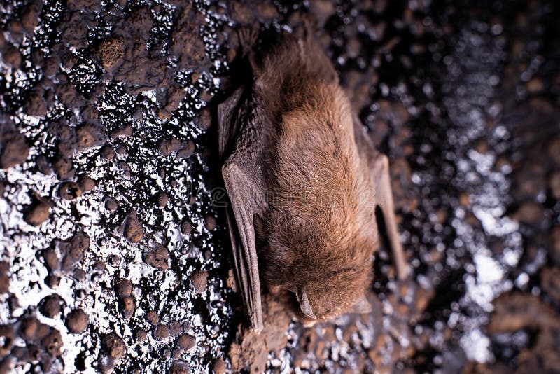 A small bat flew into solid fuel boiler through a chimney in autumn.The bat plunged into seasonal long hibernation in the furnace royalty free stock image