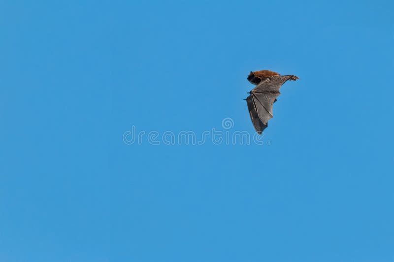 Small Bat in Flight in Daylight, Common Pipistrelle, on a Spring Day