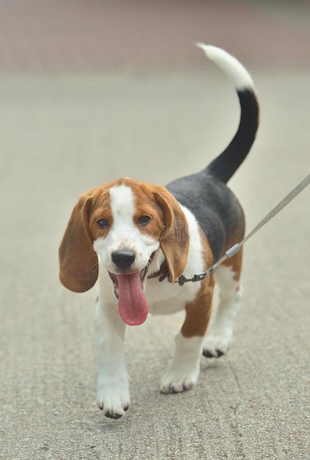 Small Beagle Dog Puppy Walking with Leash Stock Image Image of pyjama
