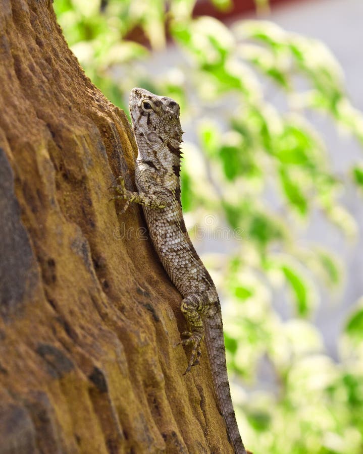 Small bearded dragon stock photo. Image of bearded, wild 22293708
