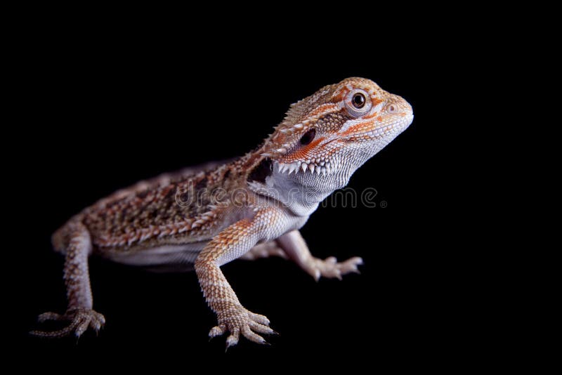 Small Bearded Dragon Isolated on Black Stock Photo Image of locust