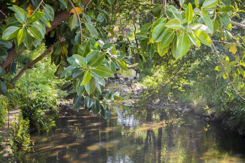 Small beautiful natural river in the streets of Cape Town