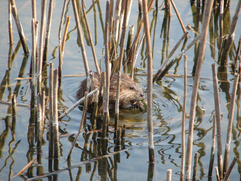 Beaver on the river stock photo. Image of reed, beaver 179803856